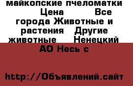  майкопские пчеломатки F-1  › Цена ­ 800 - Все города Животные и растения » Другие животные   . Ненецкий АО,Несь с.